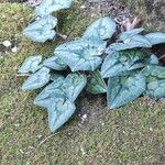 Cyclamen hederifolium Blatt