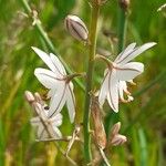 Asphodelus fistulosus 花