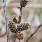 Myrica gale Fruit