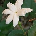 Jasminum grandiflorum Λουλούδι