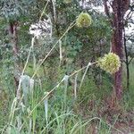 Cymbopogon densiflorus Hábito