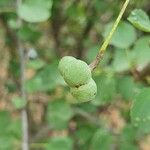 Grewia tenax Fruit