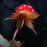 Rubus pentagonus Hábito
