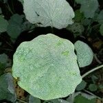 Tropaeolum majus Leaf