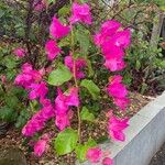 Bougainvillea glabra花