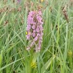 Dactylorhiza incarnataFlower