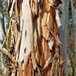 Eucalyptus gunniiŜelo