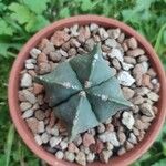 Astrophytum myriostigmaপাতা