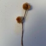 Erigeron alpinus Fruit