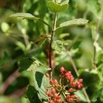 Viburnum lantanaFrukt