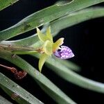 Dichaea trulla Floare