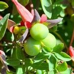 Tropaeolum pentaphyllum Fruto