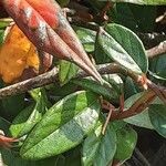 Cotoneaster salicifolius Leht