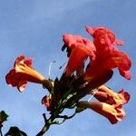 Campsis grandiflora Цвят