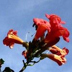 Campsis grandiflora Fleur