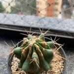 Echinocactus texensis 葉