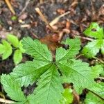 Potentilla anglica Листок