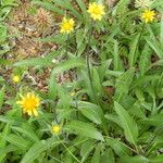 Wyethia angustifolia Habit