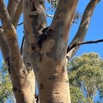 Corymbia citriodora Ŝelo