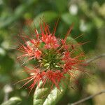 Combretum constrictum 花