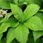 Rodgersia aesculifolia Yaprak