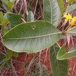 Byrsonima spicata Blad