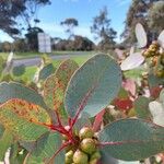 Eucalyptus preissiana Leaf