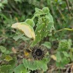 Abutilon grandiflorum 果實