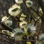 Salix myrsinifolia Kukka