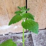 Lamium purpureumHostoa