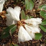 Rhododendron tsariense 花