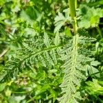 Pedicularis recutita Leaf