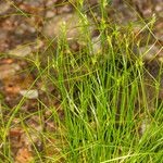 Carex remota 树皮