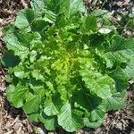 Lactuca virosa Leaf