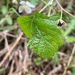 Rubus caesius ഇല