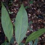 Leonia glycycarpa Hoja