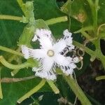 Trichosanthes cucumerina Blüte