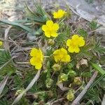 Potentilla brauneana Blomst