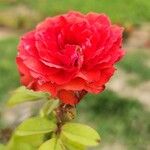 Rosa luciae Flower