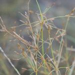 Fimbristylis autumnalis Frutto