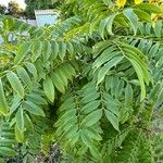 Cassia leptophylla 葉