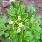 Cardamine bonariensis Flower