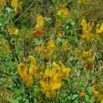 Crotalaria laburnifolia Flower