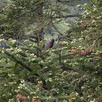 Abies spectabilis Annet