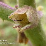 Solanum nudum Flower