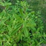 Thymus nitens Leaf