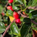 Cotoneaster divaricatus Плод