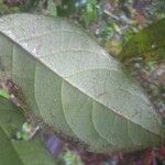 Rinorea riana Leaf