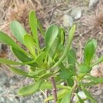 Iberis semperflorens Yaprak