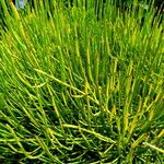 Ephedra distachya Staniste